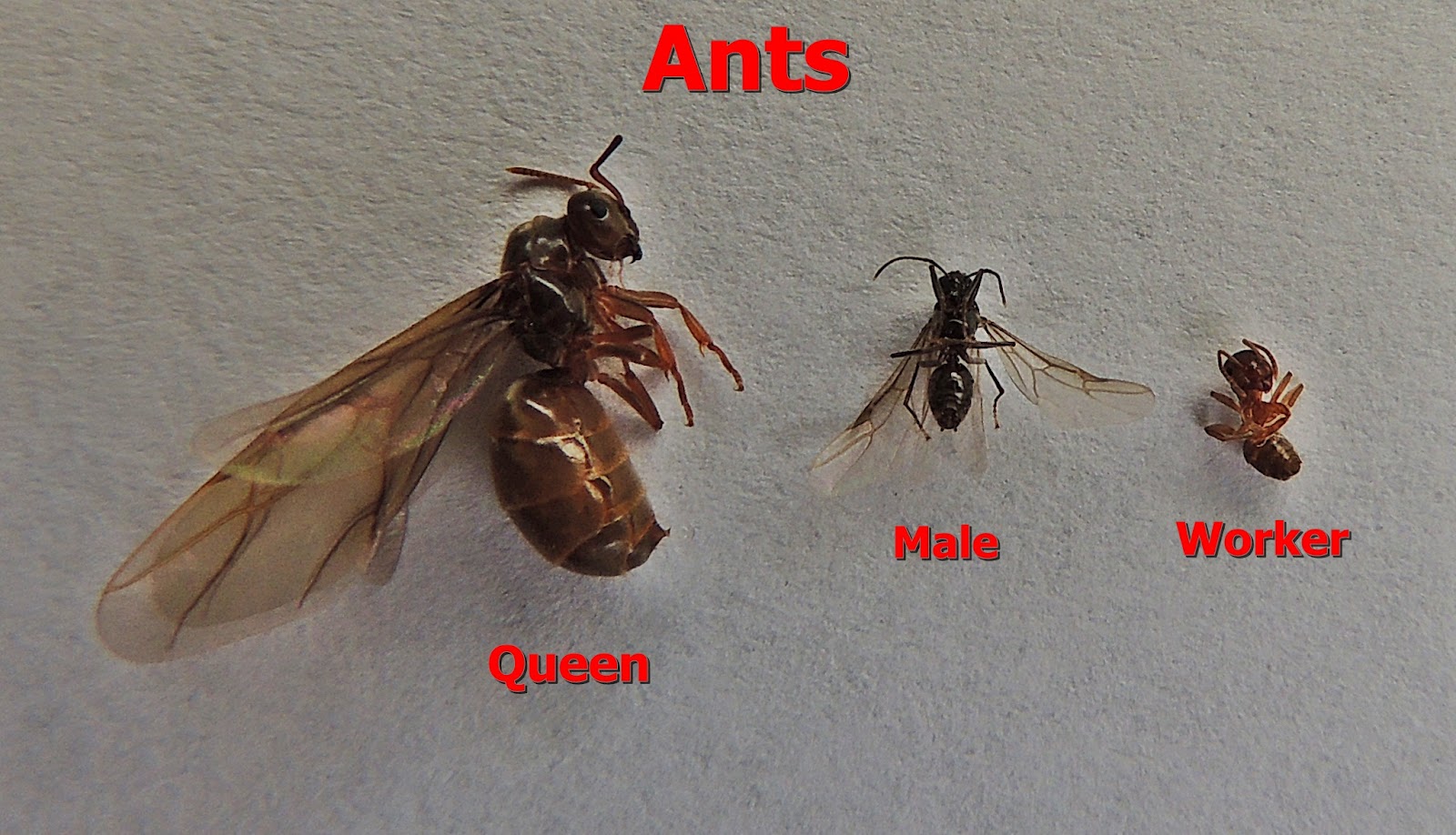 Flying ants at the beach